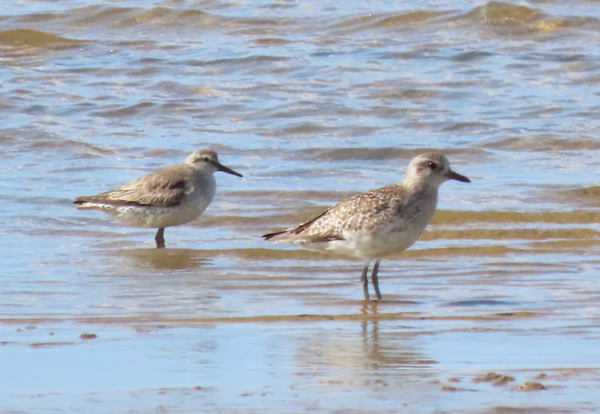 Red Knot - ML333379301