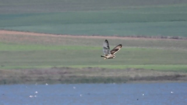 Short-eared Owl - ML333379351