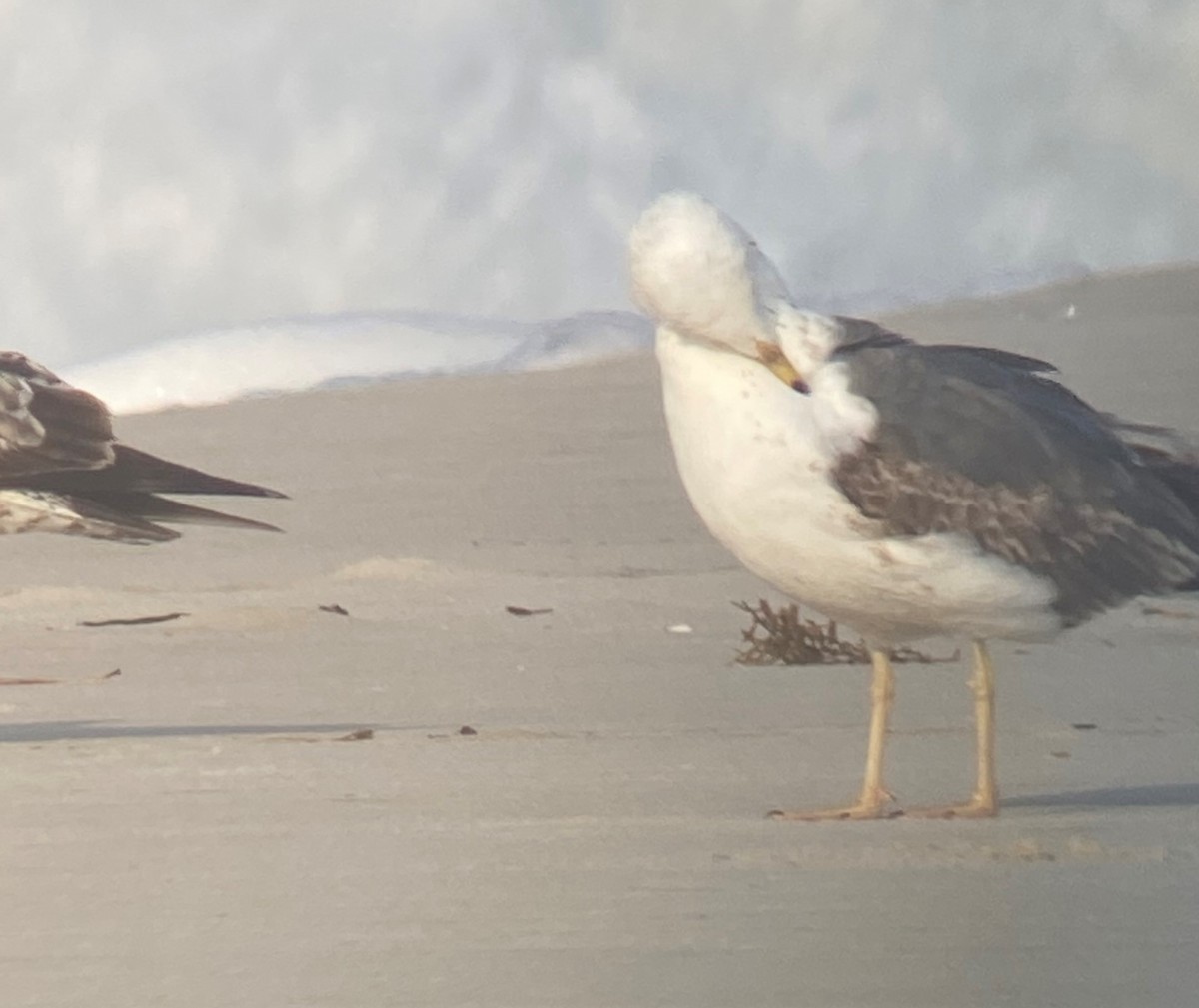 Lesser Black-backed Gull - ML333379591