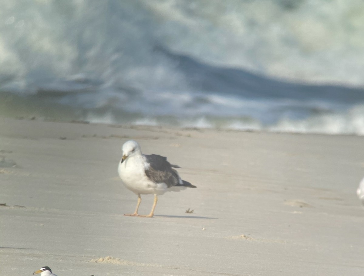 Lesser Black-backed Gull - ML333379611