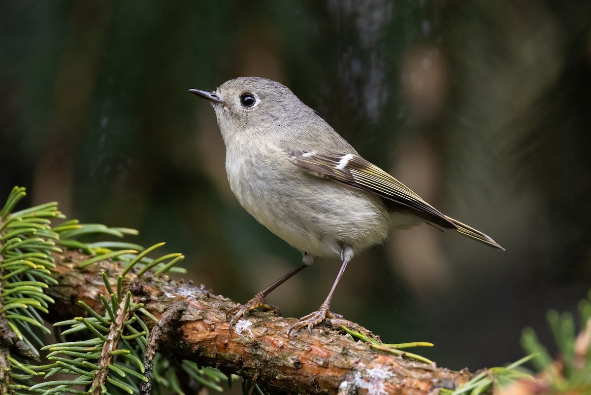 Ruby-crowned Kinglet - ML333380661