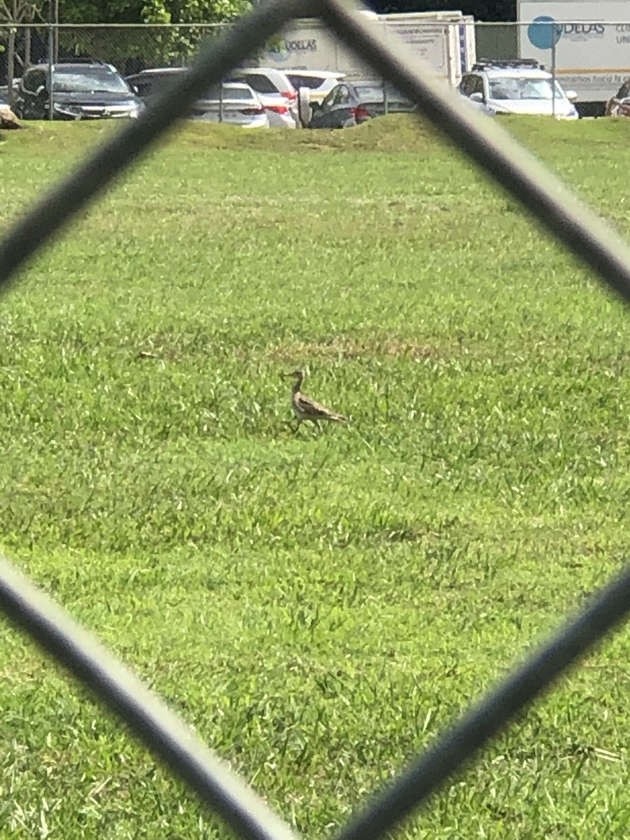 Upland Sandpiper - ML333380781