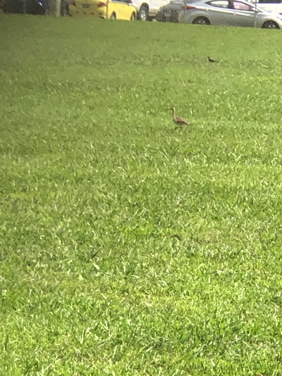 Upland Sandpiper - ML333380811