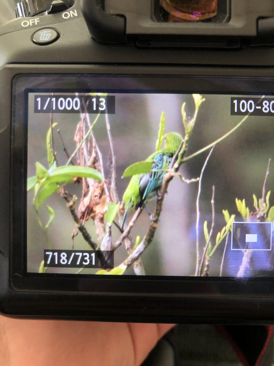 Speckled Tanager - ML333381201