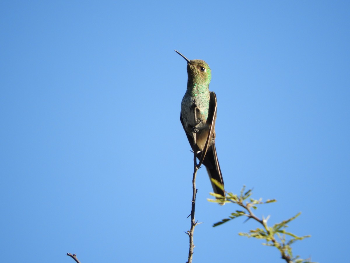 Red-tailed Comet - ML333381571