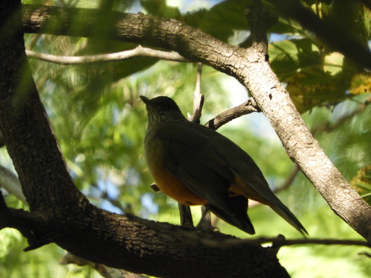 Rufous-bellied Thrush - ML333381781