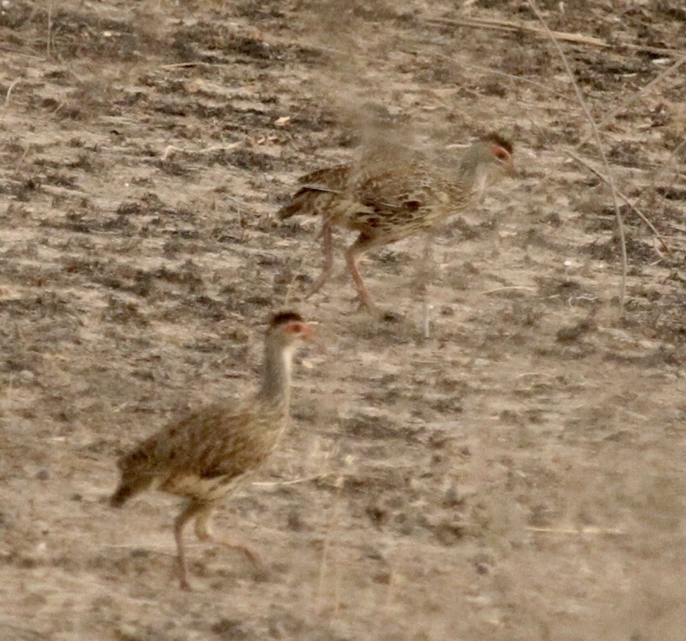 Clapperton's Spurfowl - ML333382741