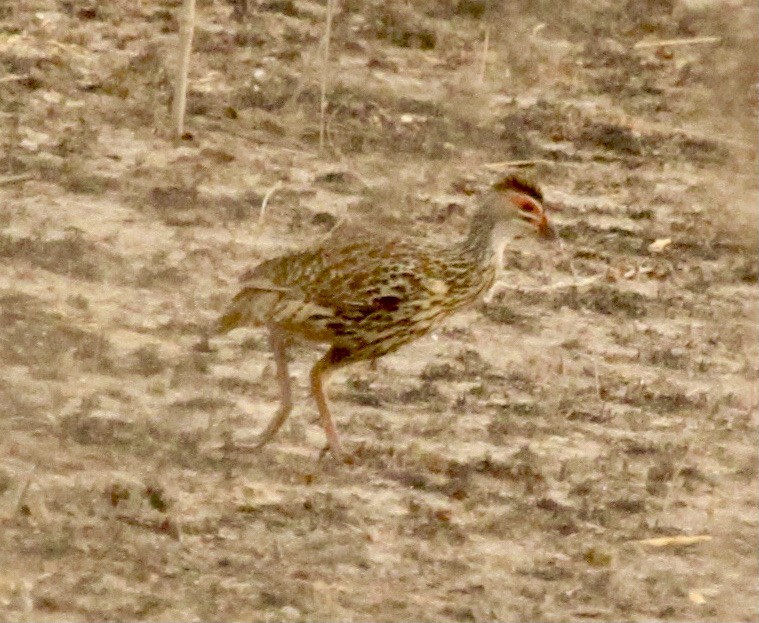 Clapperton's Spurfowl - ML333382771