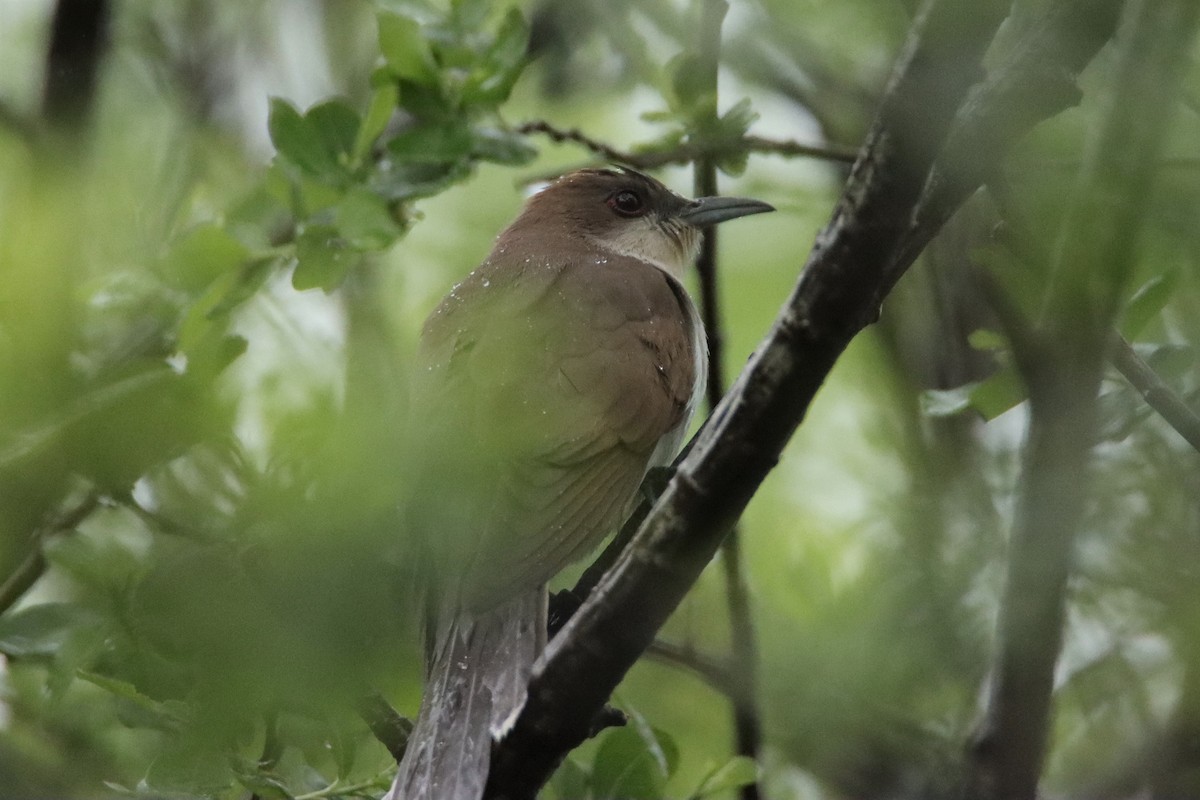 Black-billed Cuckoo - ML333382831