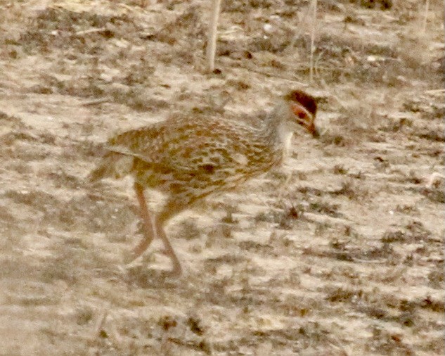 Clapperton's Spurfowl - ML333382881
