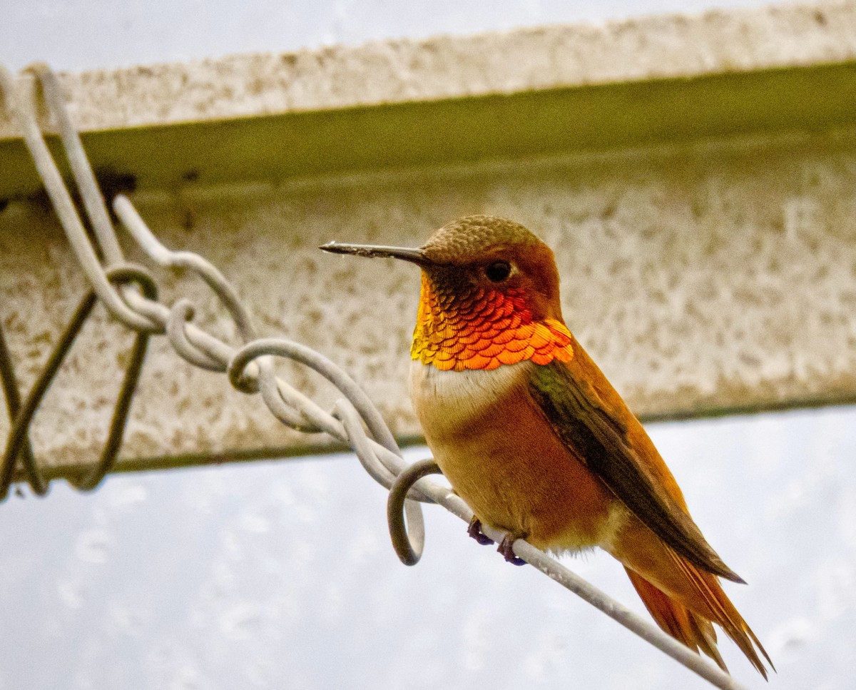 Rufous Hummingbird - Sabine Simmons