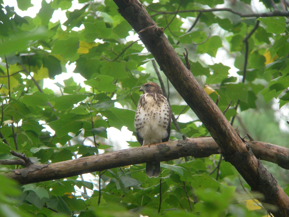 Broad-winged Hawk - ML33338391