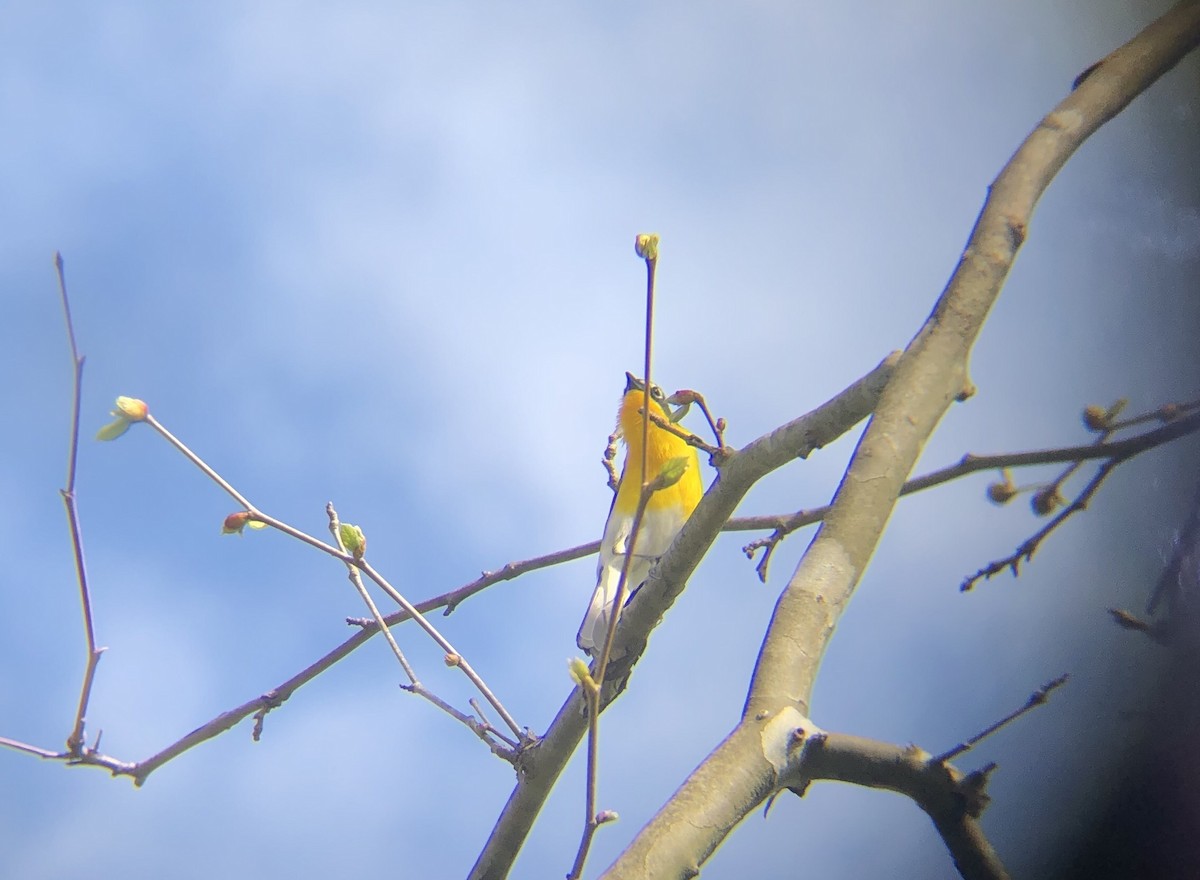 Yellow-breasted Chat - Sam Simon