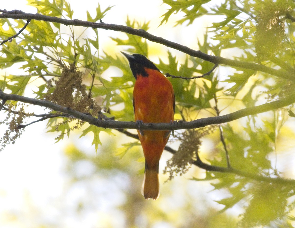 Baltimore Oriole - ML333384291