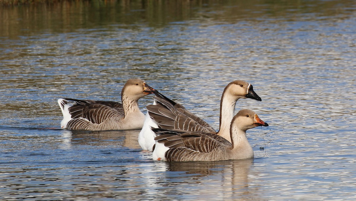 Swan Goose (Domestic type) - ML33338611