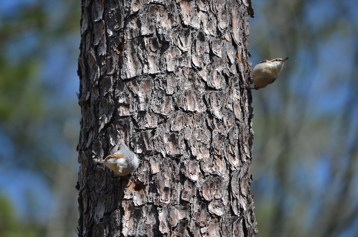 Brown-headed Nuthatch - ML33338731