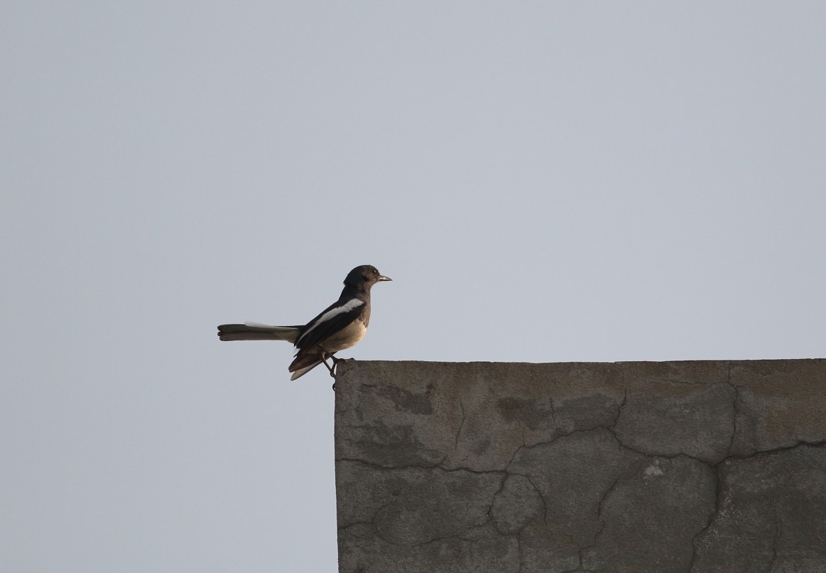 Oriental Magpie-Robin - ML333387841