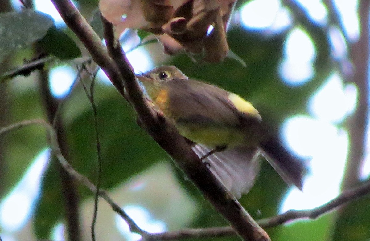 Sulphur-rumped Flycatcher - ML33338821