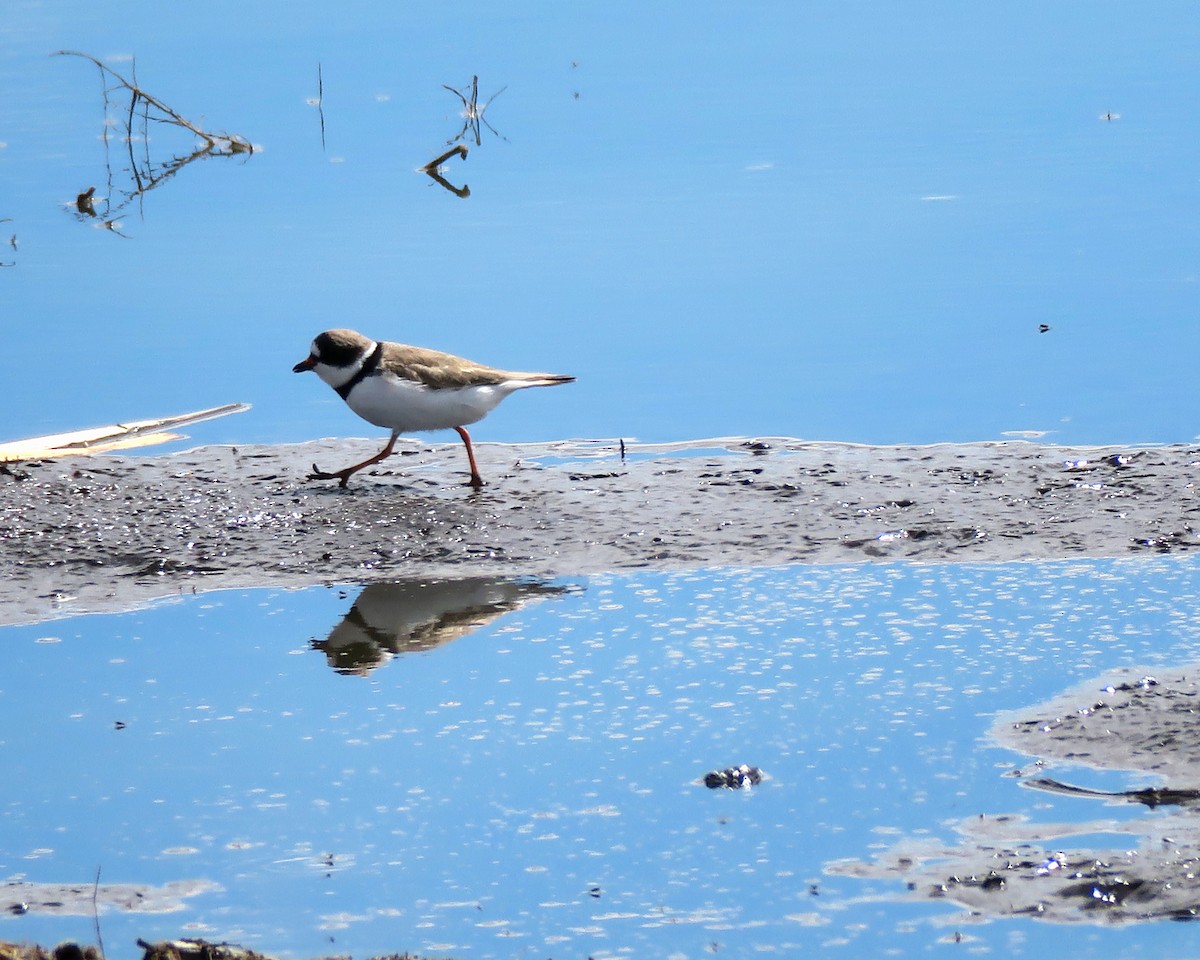Semipalmated Plover - ML333388751