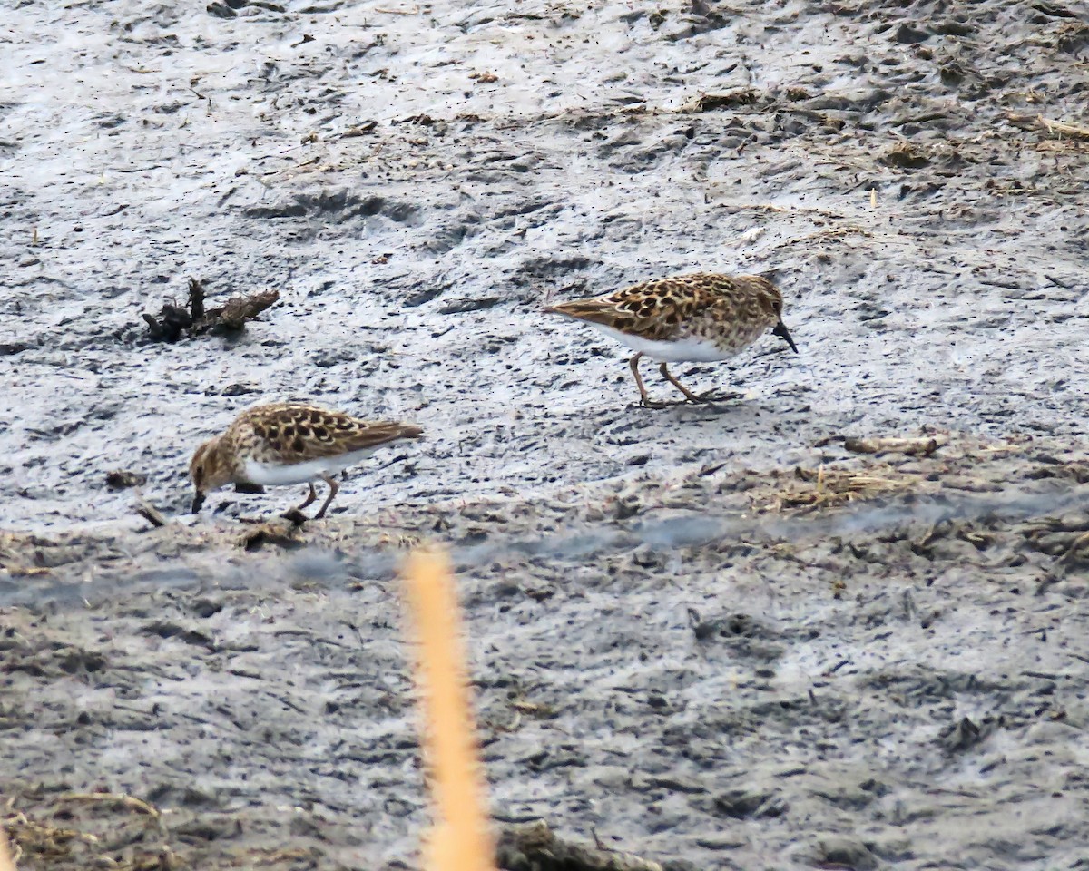 Least Sandpiper - ML333388991