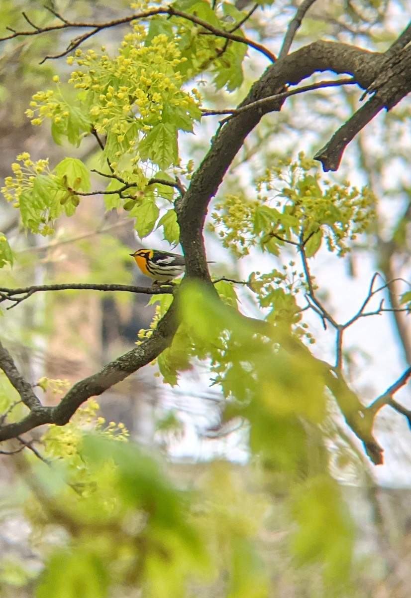 Blackburnian Warbler - ML333389061