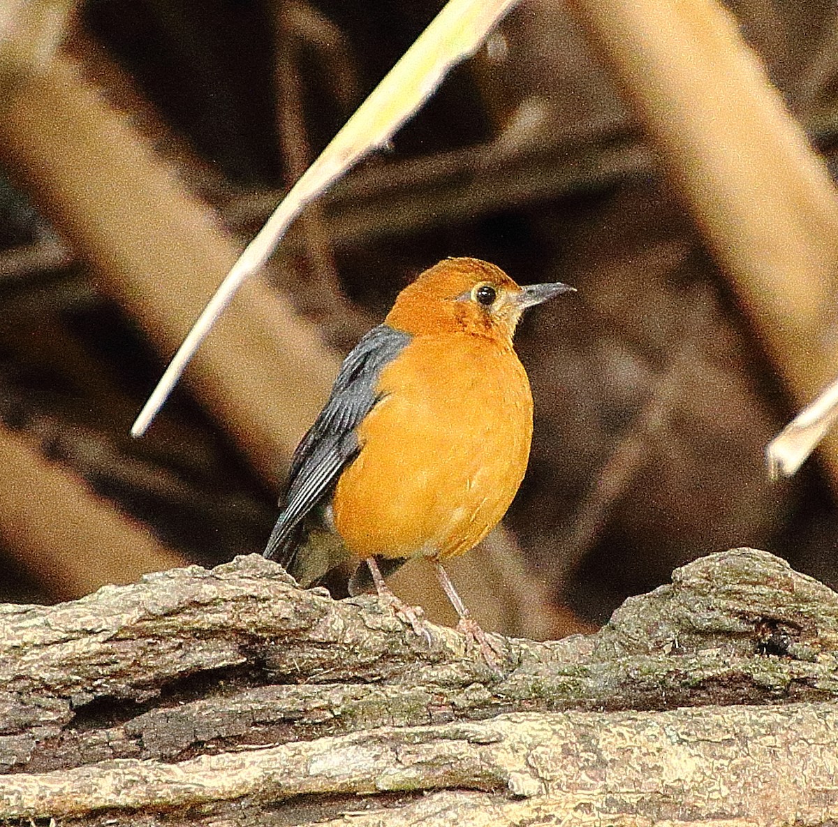 Grive à tête orange - ML333390361