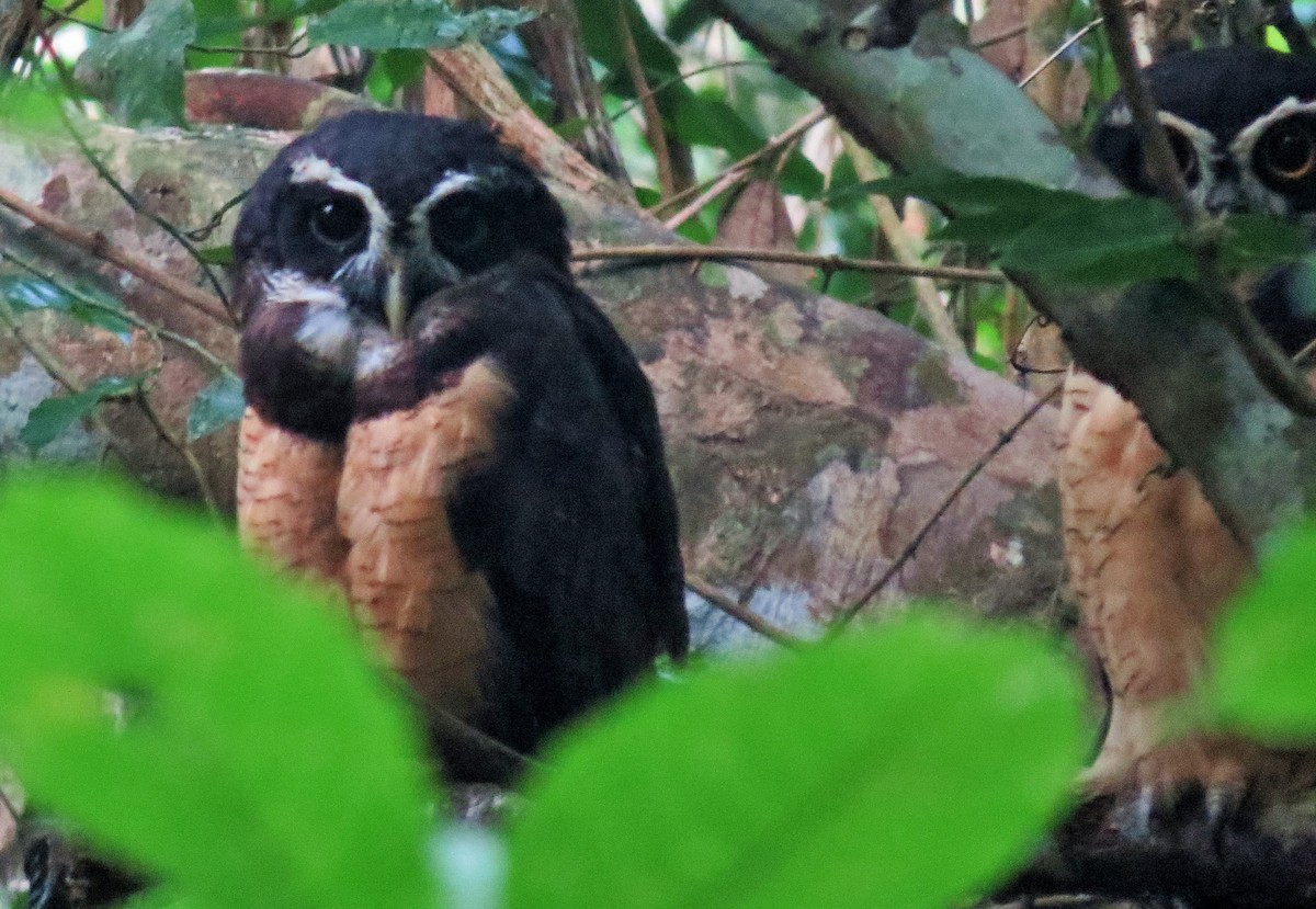 Spectacled Owl - ML33339171