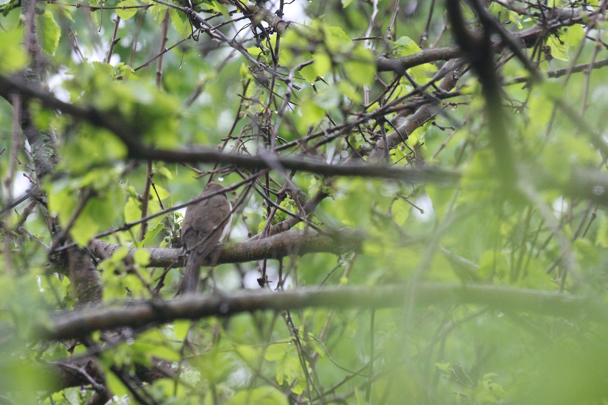 Black-billed Cuckoo - ML333392061