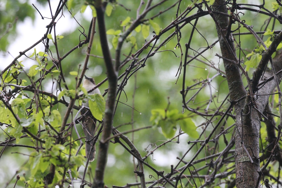 Black-billed Cuckoo - ML333392071