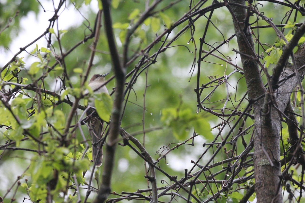 Black-billed Cuckoo - ML333392111