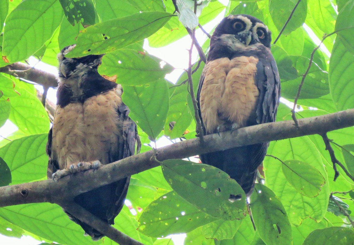 Spectacled Owl - ML33339231