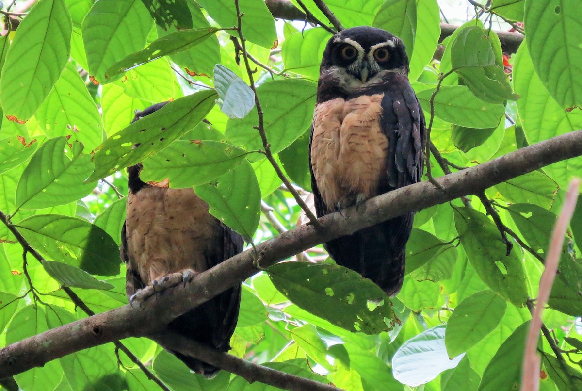Spectacled Owl - ML33339241