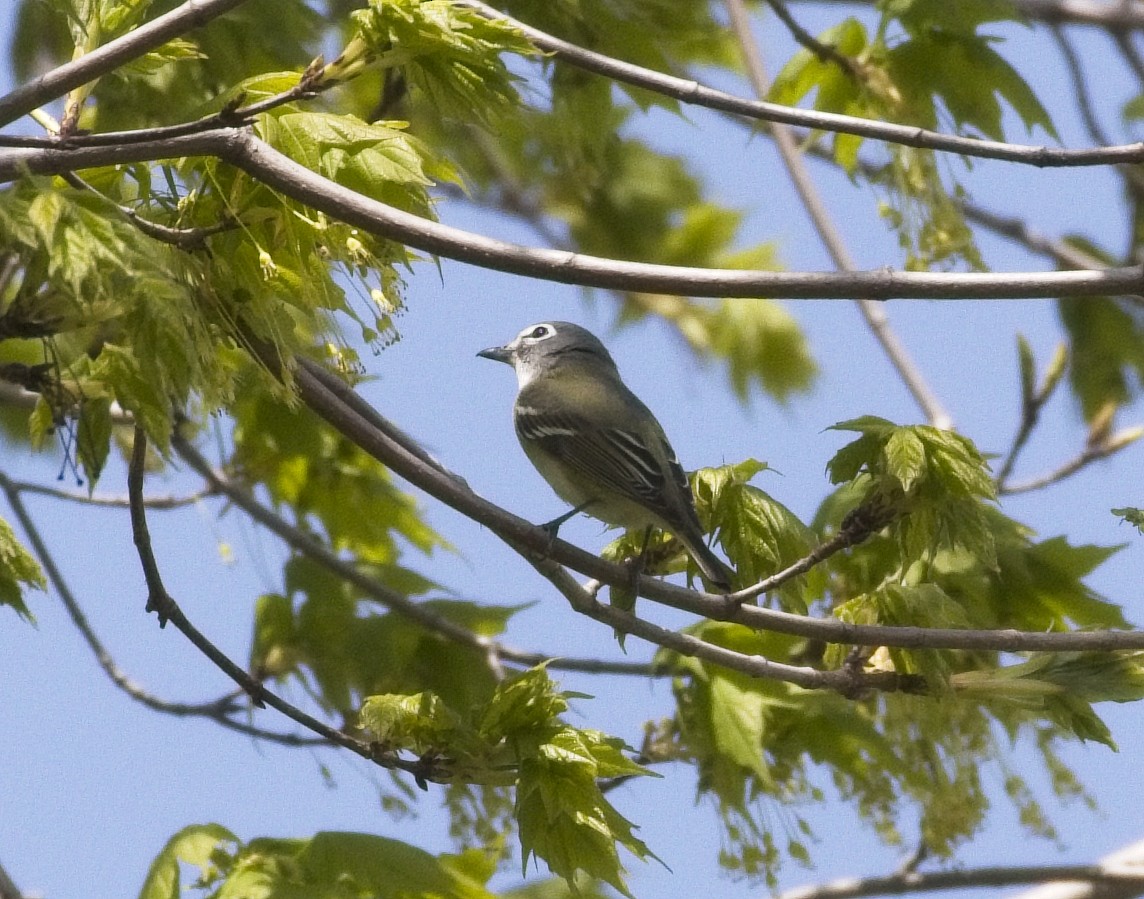 Blue-headed Vireo - ML333392501