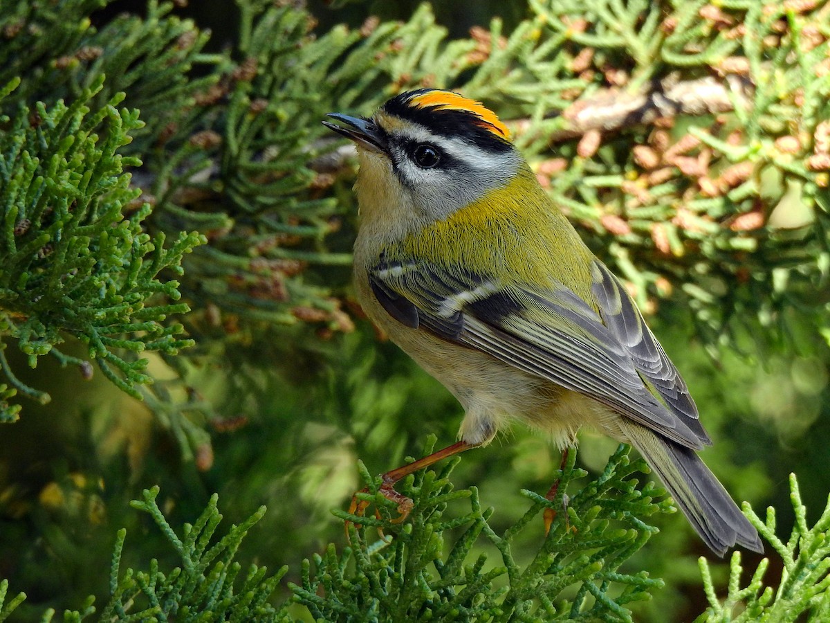 Common Firecrest - Luís Lourenço