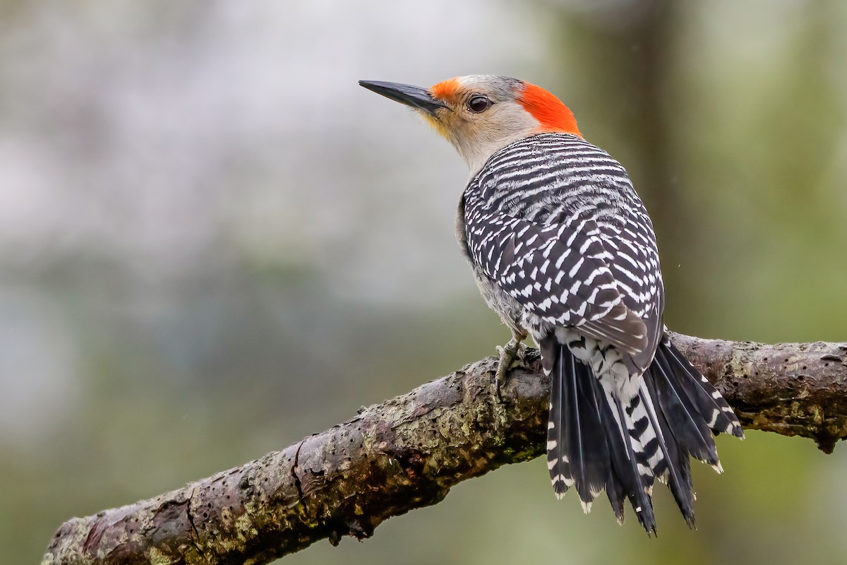 Red-bellied Woodpecker - ML333392621