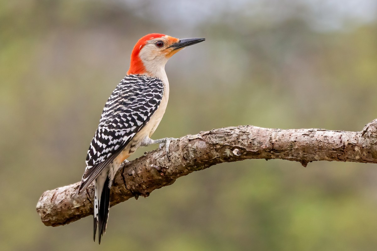 Red-bellied Woodpecker - ML333392661