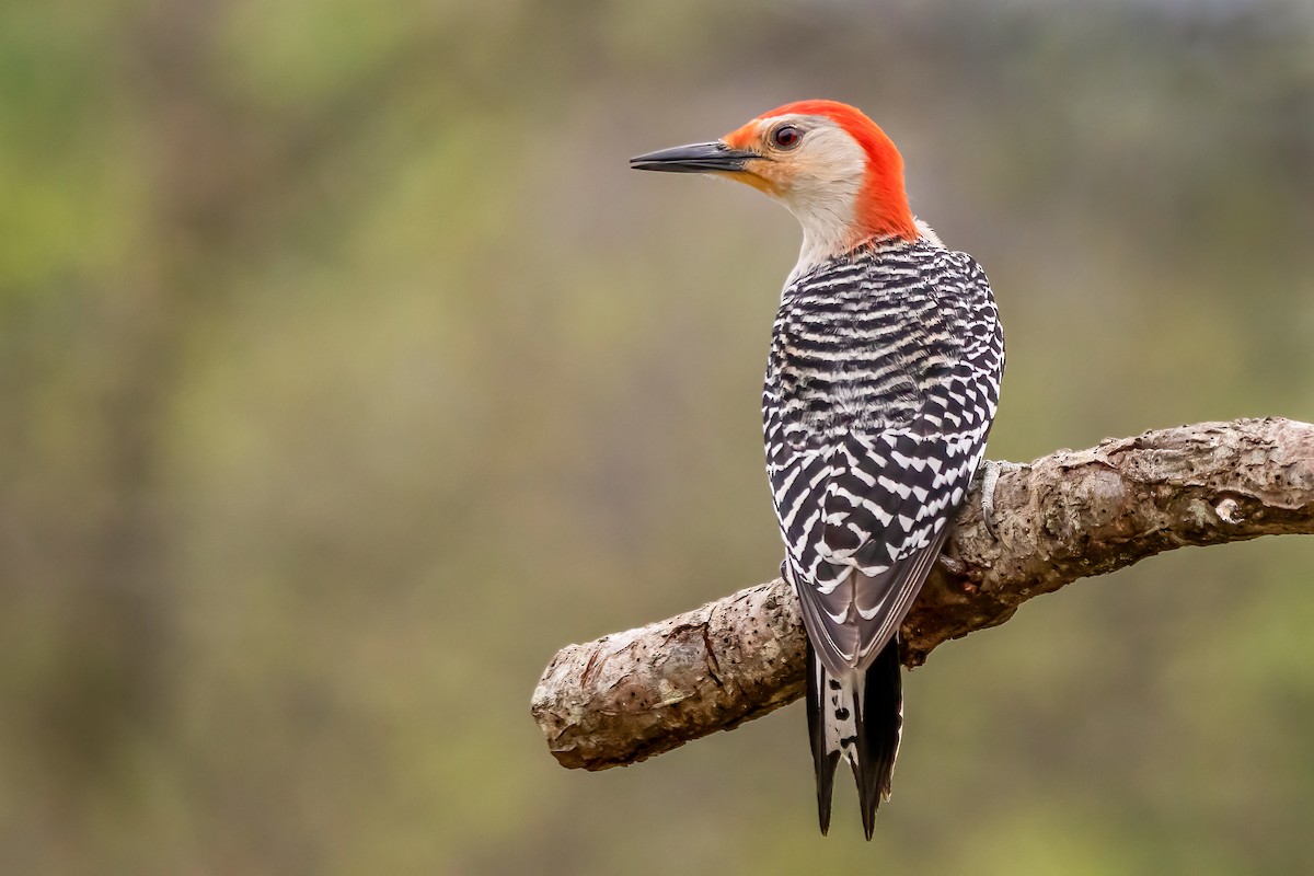 Red-bellied Woodpecker - ML333392751