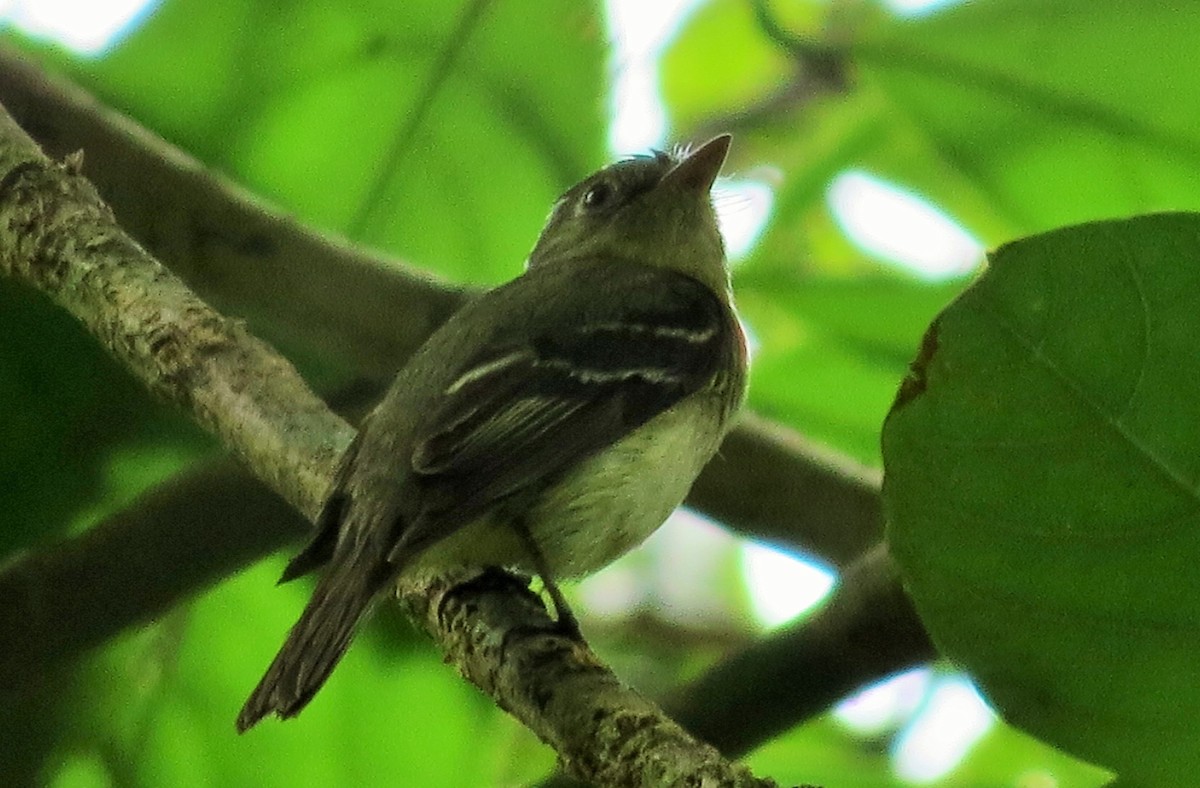 Yellow-bellied Flycatcher - ML33339401