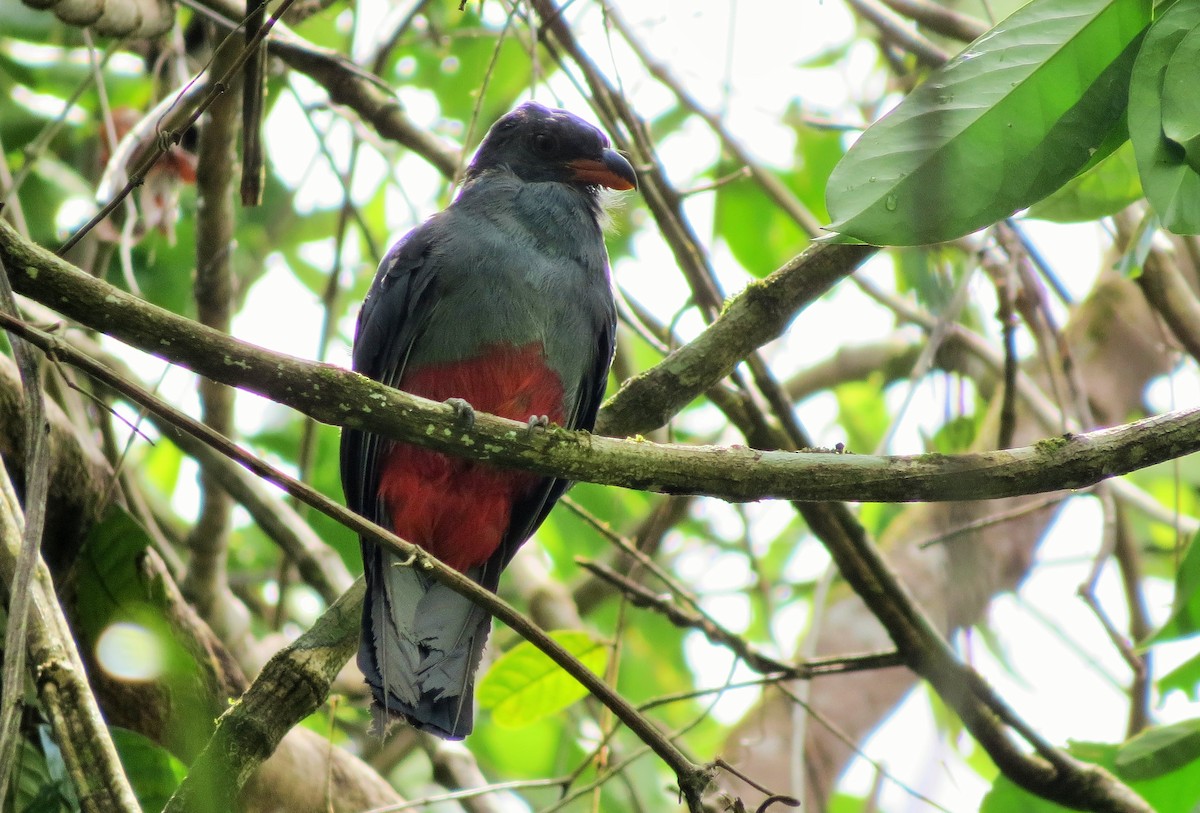 Slaty-tailed Trogon - ML33339441