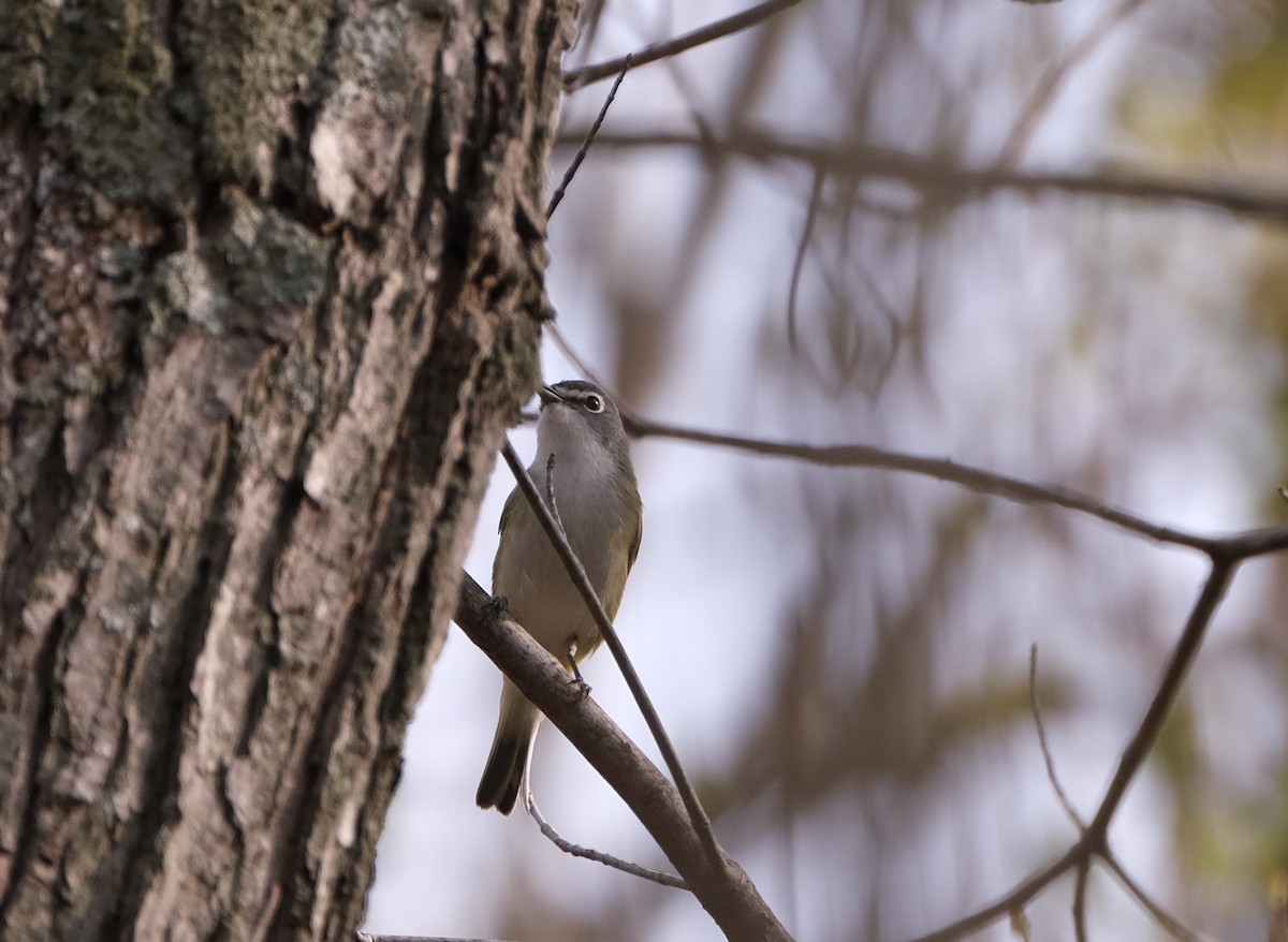 Blue-headed Vireo - Sandi Jacques