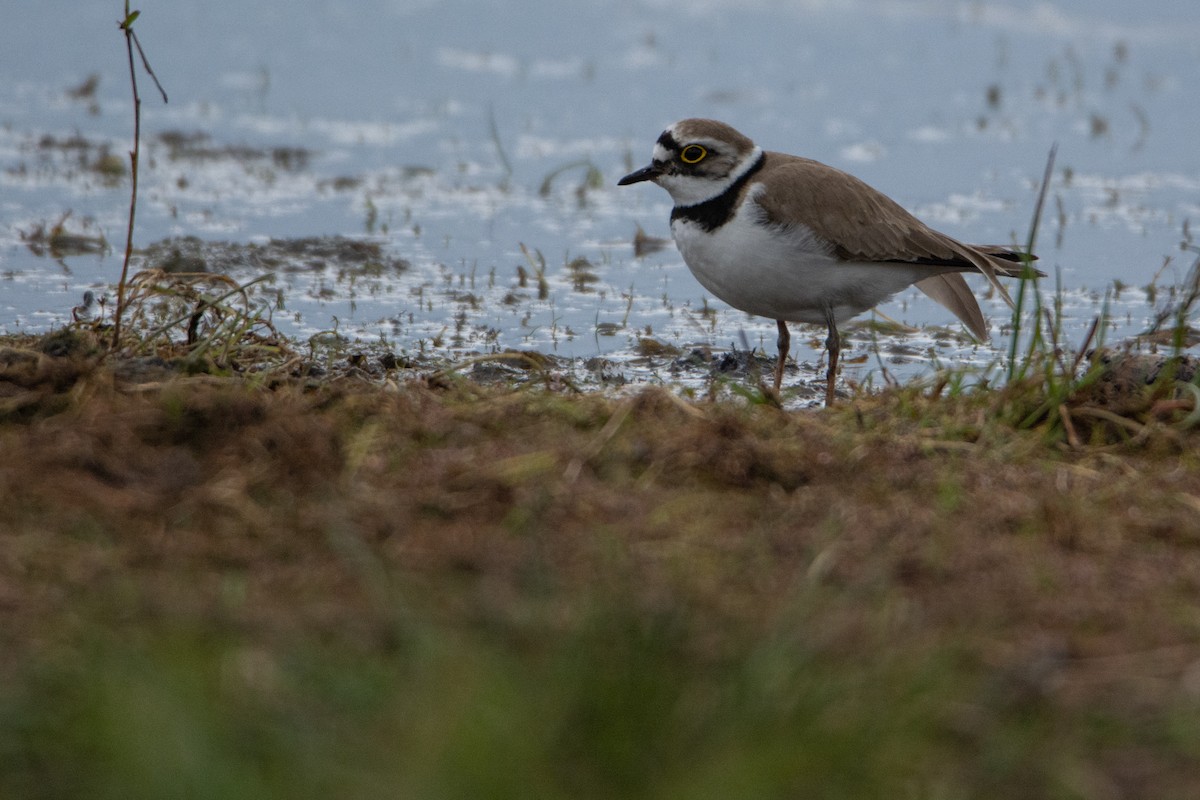 Little Ringed Plover - Dan Owen