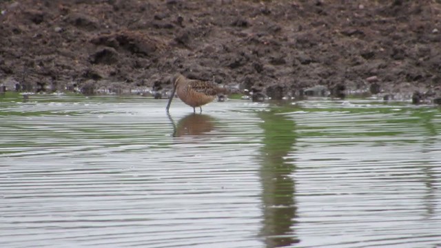 Long-billed Dowitcher - ML333398191
