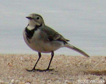 White Wagtail - ML333398331