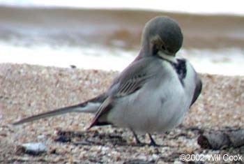 White Wagtail - ML333398341