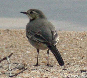 White Wagtail - ML333398351