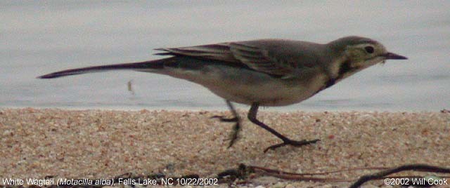 White Wagtail - ML333398361