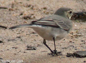 White Wagtail - ML333398371