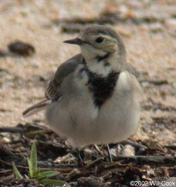 White Wagtail - ML333398391