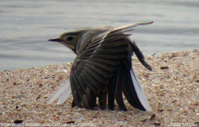 White Wagtail - ML333398401