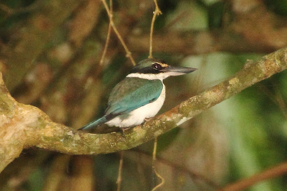 Collared Kingfisher (Oriental) - ML333398761